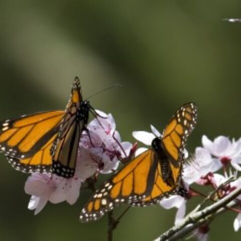 MEX_monarchbutterfliesCrop_iStock1203006_freewithcredit
