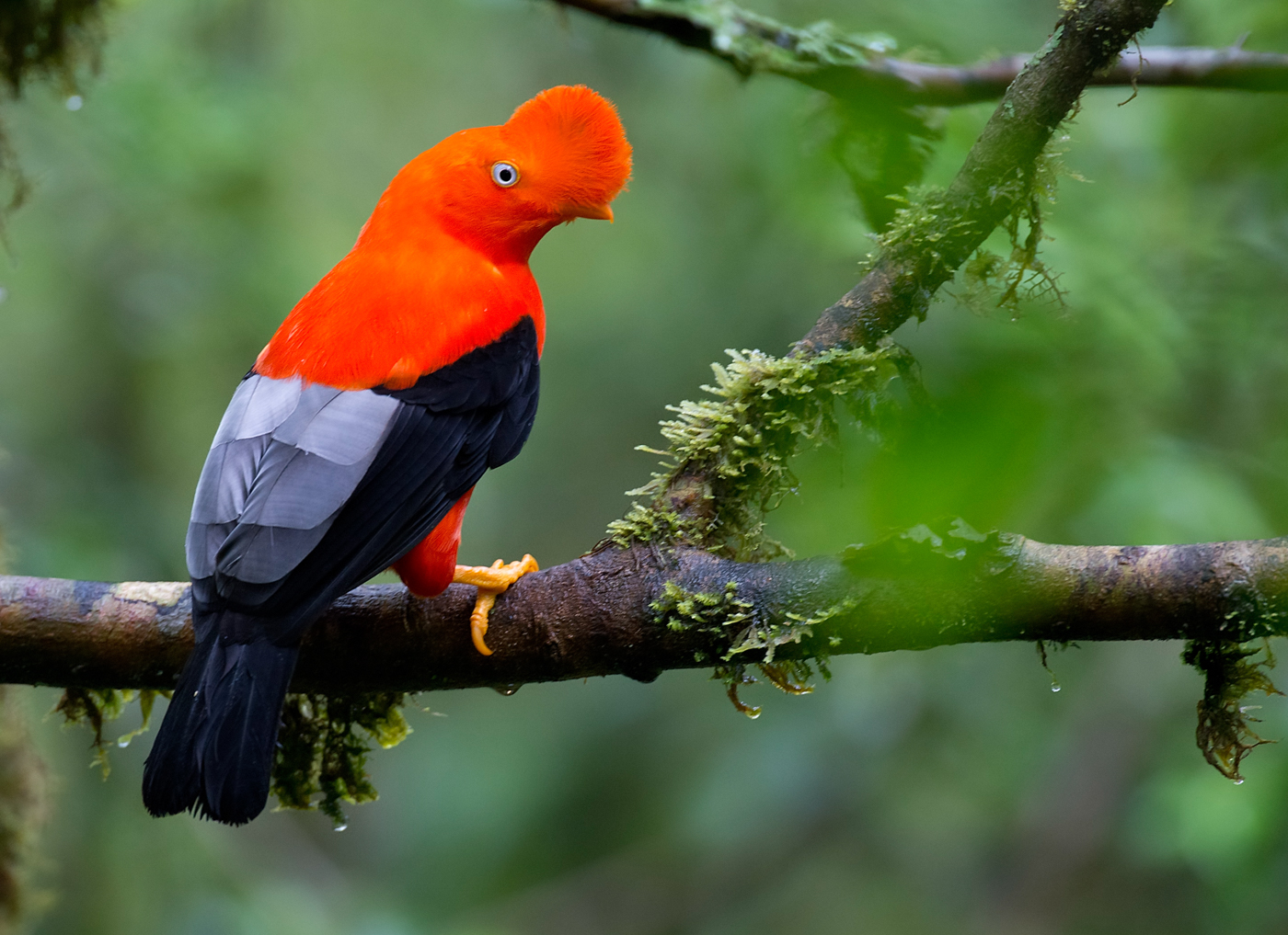 VEN_Cockoftherock_iStock_000034074176