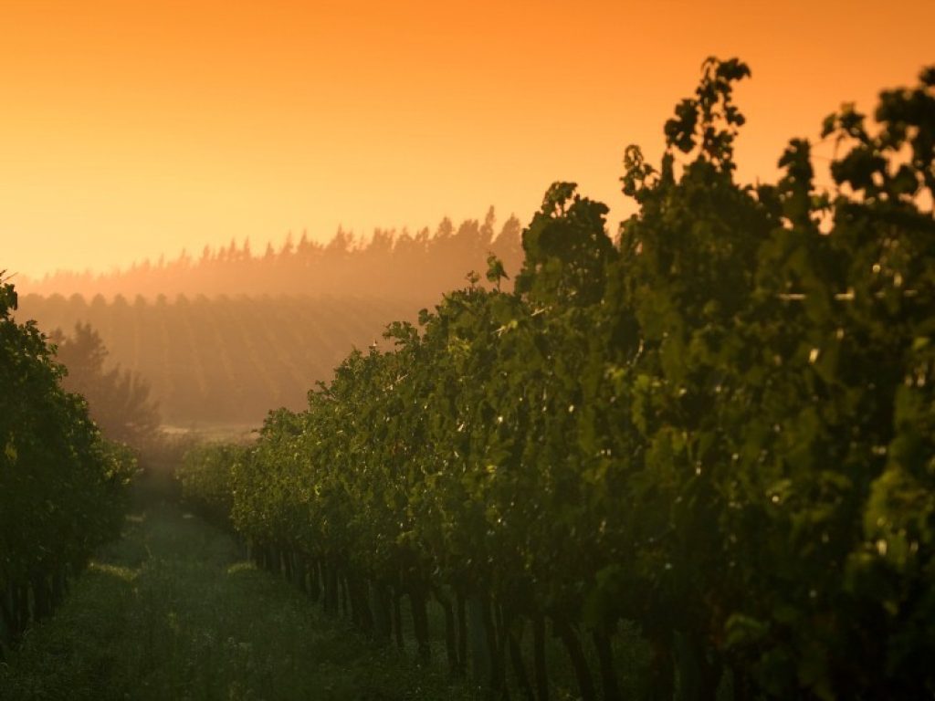 arg05-vineyard-free-istock
