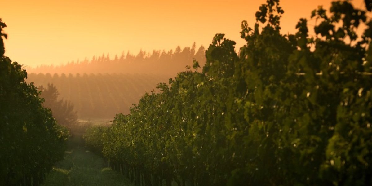 arg05-vineyard-free-istock