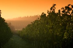 arg05-vineyard-free-istock arg05-vineyard-free-istock