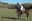 arg16-polo-free-lospotreros