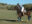 arg16-polo-free-lospotreros