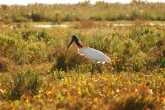 arg23-birdwatching-in-iberawetlands-free-fotoslanusse arg23-birdwatching-in-iberawetlands-free-fotoslanusse