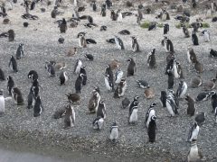 arg28-magellanicpenguins-free-johnashworth arg28-magellanicpenguins-free-johnashworth