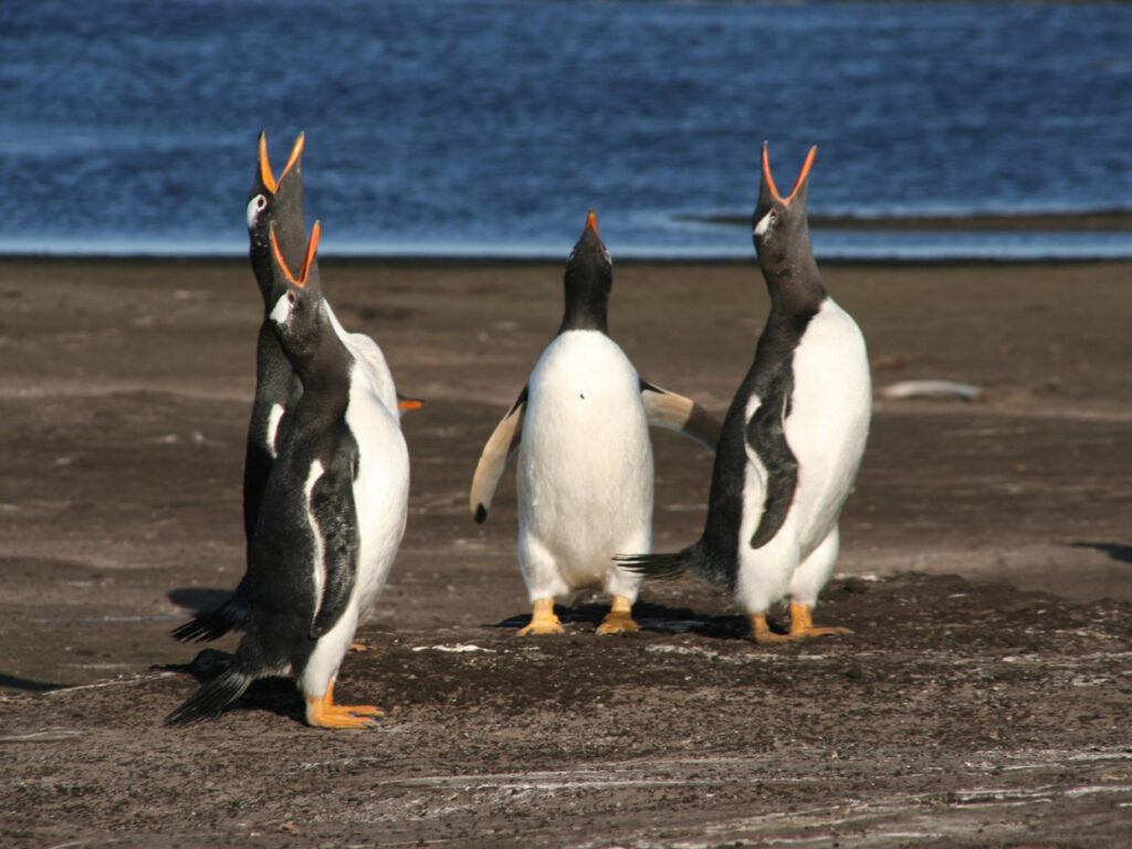 Gentoo Penguins, Argentina