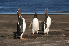 arg36-gentoopenguins-free-unknown arg36-gentoopenguins-free-unknown