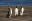arg36-gentoopenguins-free-unknown arg36-gentoopenguins-free-unknown