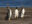 Gentoo Penguins, Argentina