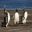 arg36-gentoopenguins-free-unknown