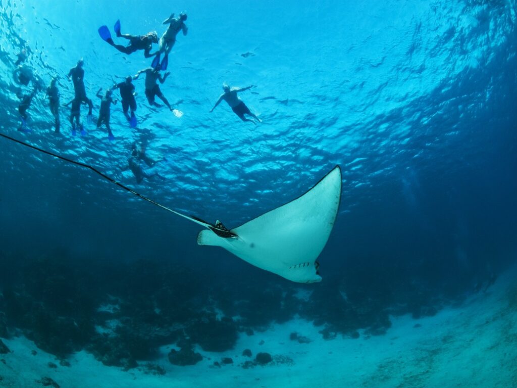 bel04-snorkelsharkrayalley-free-btb