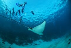 bel04-snorkelsharkrayalley-free-btb
