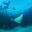 bel04-snorkelsharkrayalley-free-btb