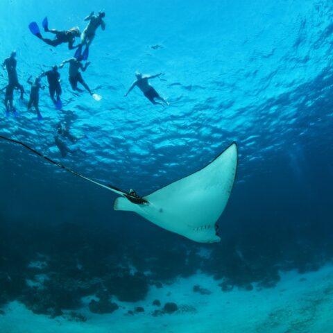 bel04-snorkelsharkrayalley-free-btb