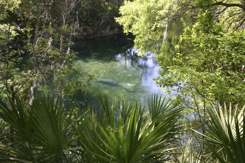 bel13-manatees-free-istock-000005780814