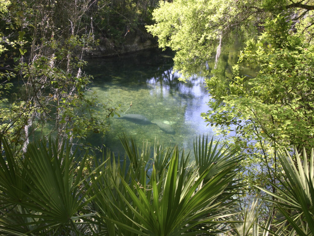 bel13-manatees-free-istock-000005780814
