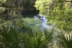 bel13-manatees-free-istock-000005780814 bel13-manatees-free-istock-000005780814