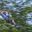 BEL27-ziplining-BocawinaLodge-HotelOwned-77