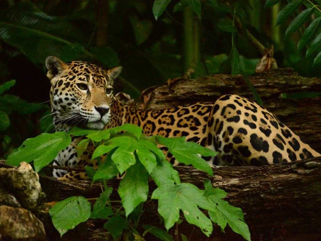jaguar