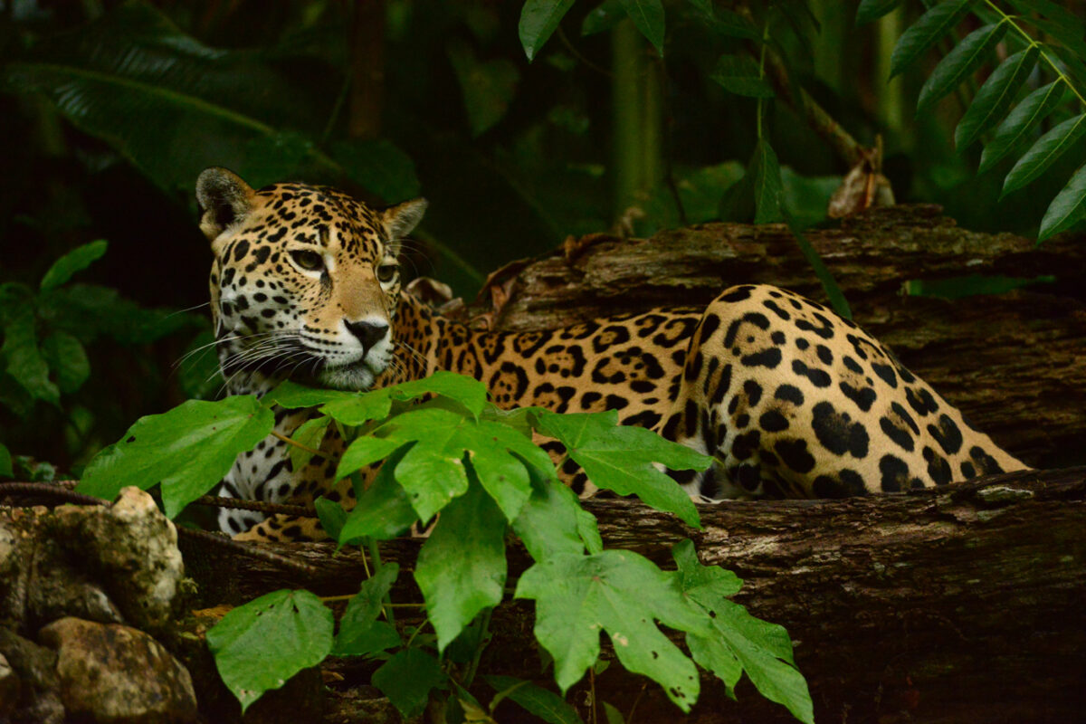 Search for jaguars in Belize Journey Latin America