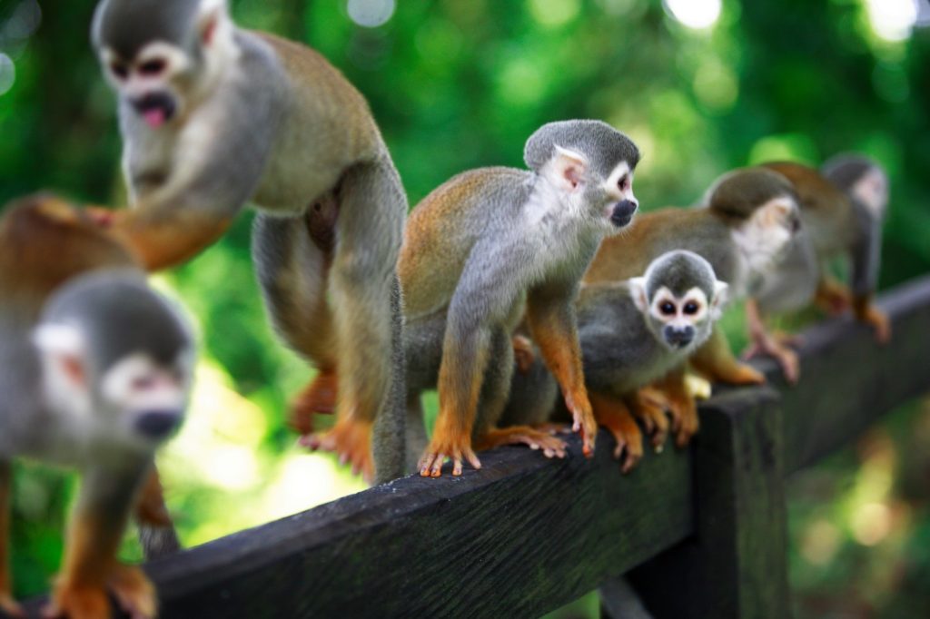 col01-wildlifecolombiaamazon-free-proexport