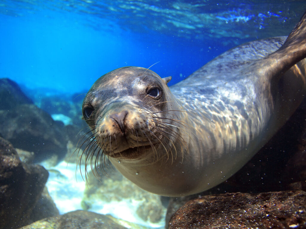 GPS_sealion_shutterstock147144572_freewithcredit
