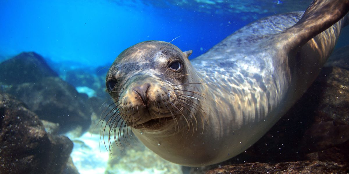GPS_sealion_shutterstock147144572_freewithcredit