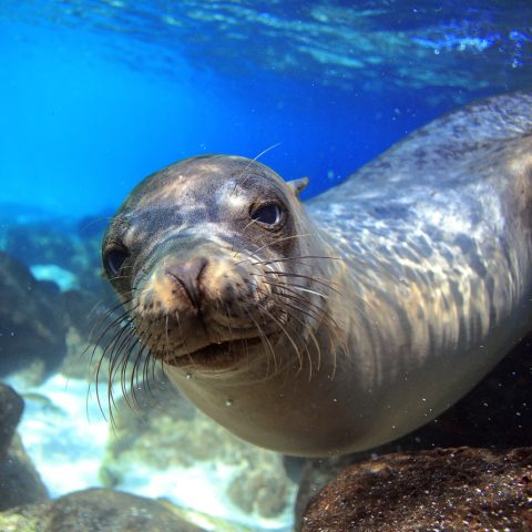 GPS_sealion_shutterstock147144572_freewithcredit