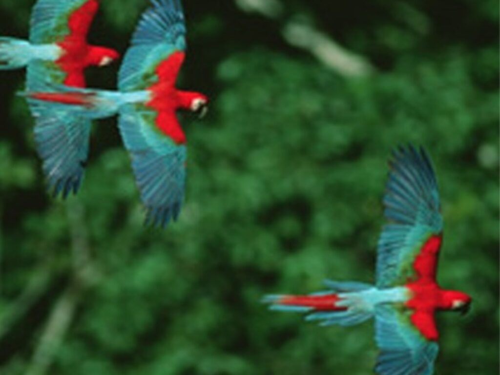 BRA10_Wildlife Watching in Parque Madidi_Crillion_FREE