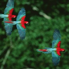 BRA10_Wildlife Watching in Parque Madidi_Crillion_FREE BRA10_Wildlife Watching in Parque Madidi_Crillion_FREE