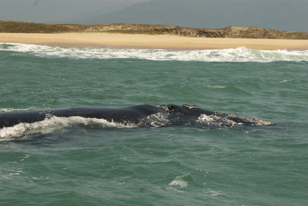 bra07-whalewatch-free-santur