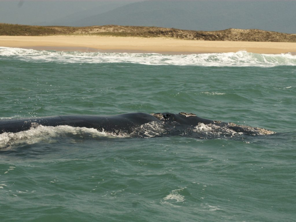 bra07-whalewatch-free-santur