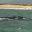 bra07-whalewatch-free-santur