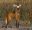BRA_Brasilia_and_the_Cerrado_Pousada_Trinjuncao_wildlife-1_crop