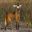 BRA_Brasilia_and_the_Cerrado_Pousada_Trinjuncao_wildlife-1_crop