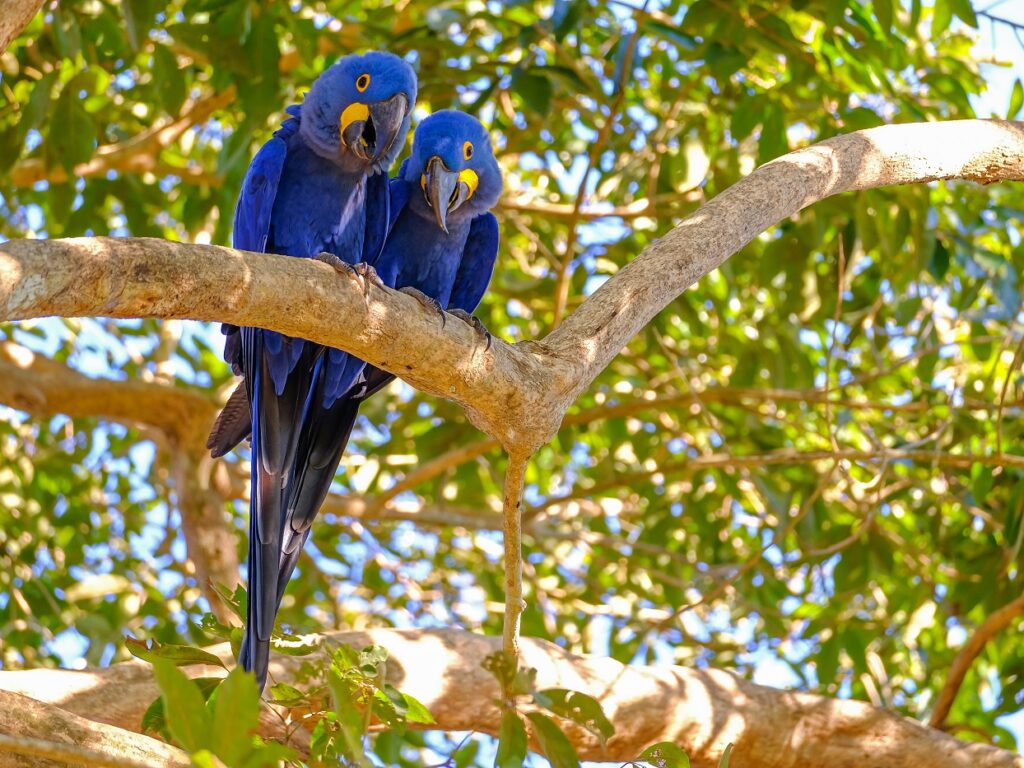Hyacinth Macaw in a tree in Brazil