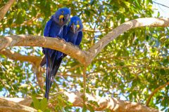 BRA_Pantanal_HyacinthMacaw_iStock-1129116558 BRA_Pantanal_HyacinthMacaw_iStock-1129116558