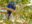 Hyacinth Macaw in a tree in Brazil