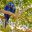 BRA_Pantanal_HyacinthMacaw_iStock-1129116558