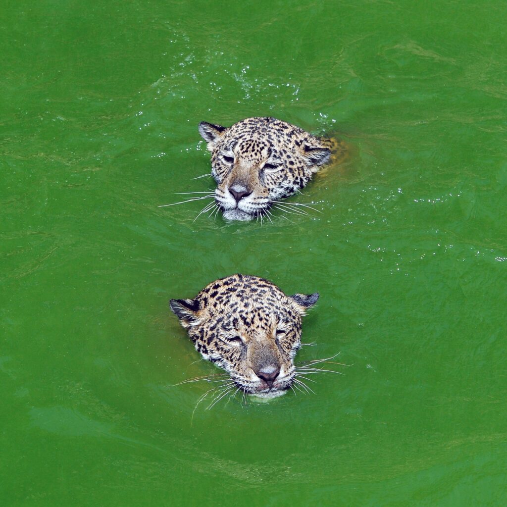 Brazil_ThePantanal_ShutterStock-6