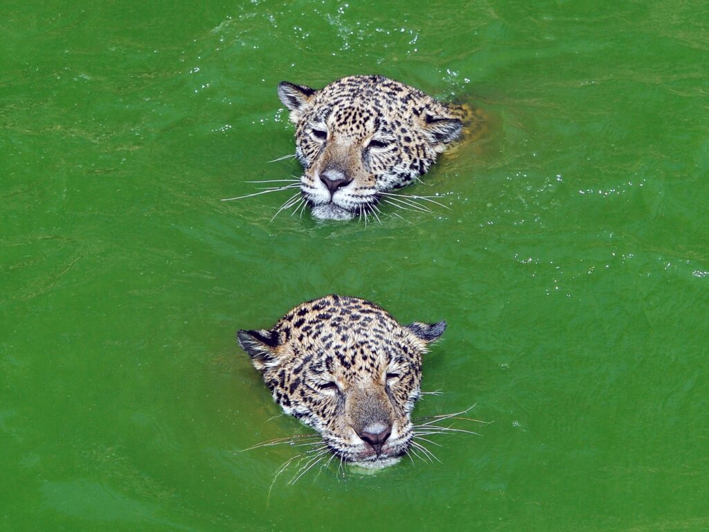 Brazil_ThePantanal_ShutterStock-6