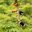 Brazil_Wildlife_ShutterStock