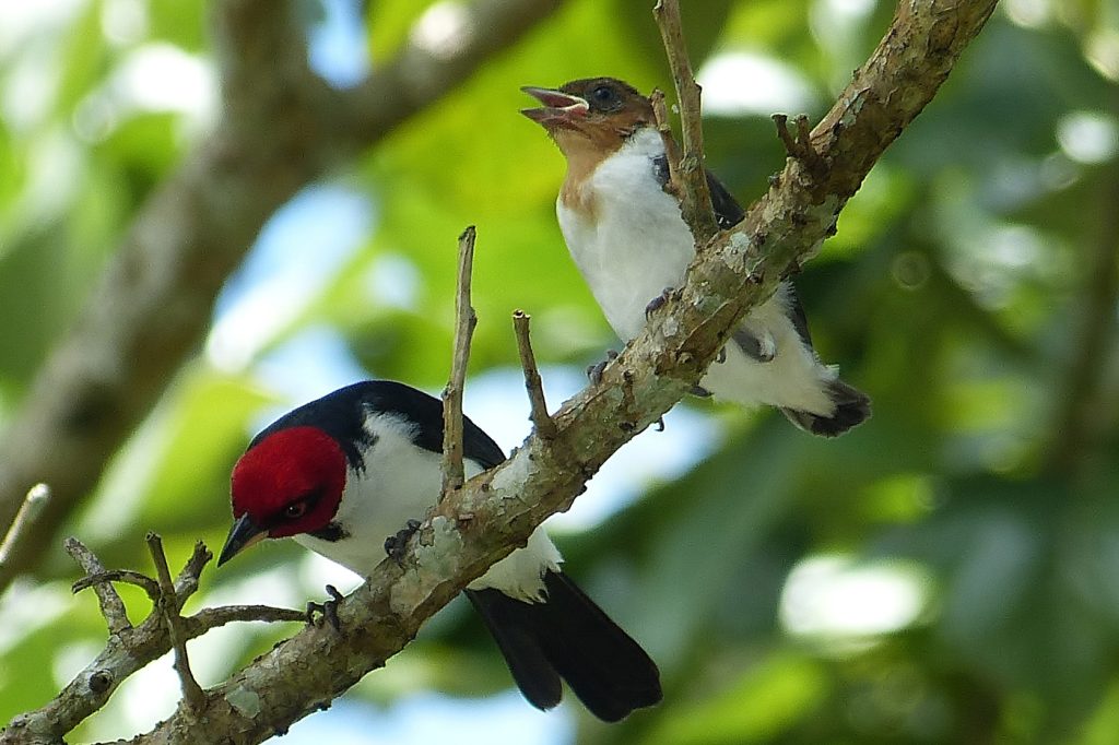 ECODESTINOS ©-Colombia-Colombian Amazon-02 June 2016