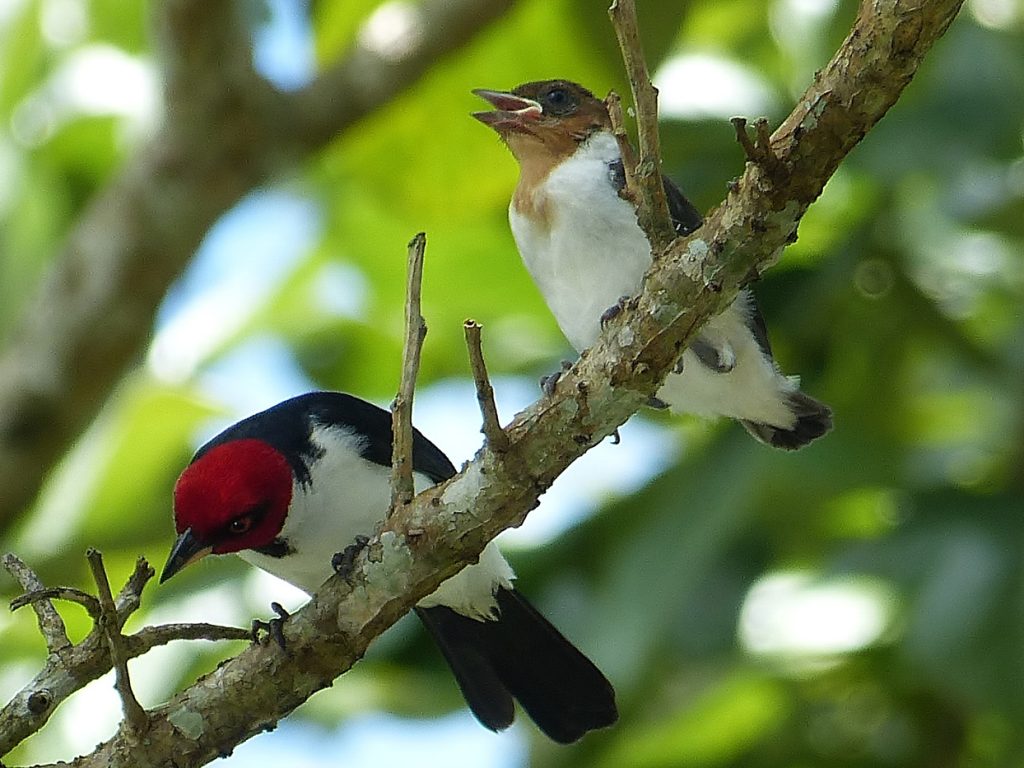ECODESTINOS ©-Colombia-Colombian Amazon-02 June 2016