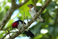 ECODESTINOS ©-Colombia-Colombian Amazon-02 June 2016 ECODESTINOS ©-Colombia-Colombian Amazon-02 June 2016