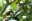 ECODESTINOS ©-Colombia-Colombian Amazon-02 June 2016 ECODESTINOS ©-Colombia-Colombian Amazon-02 June 2016