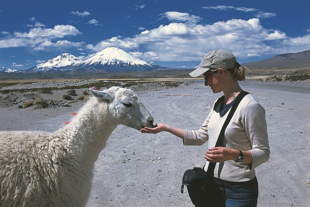llama clouds girl feeding