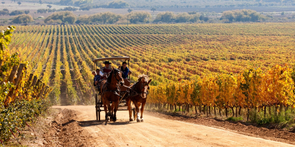 chi20-winetour-free-turismochile