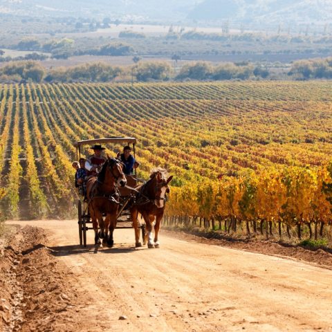 chi20-winetour-free-turismochile