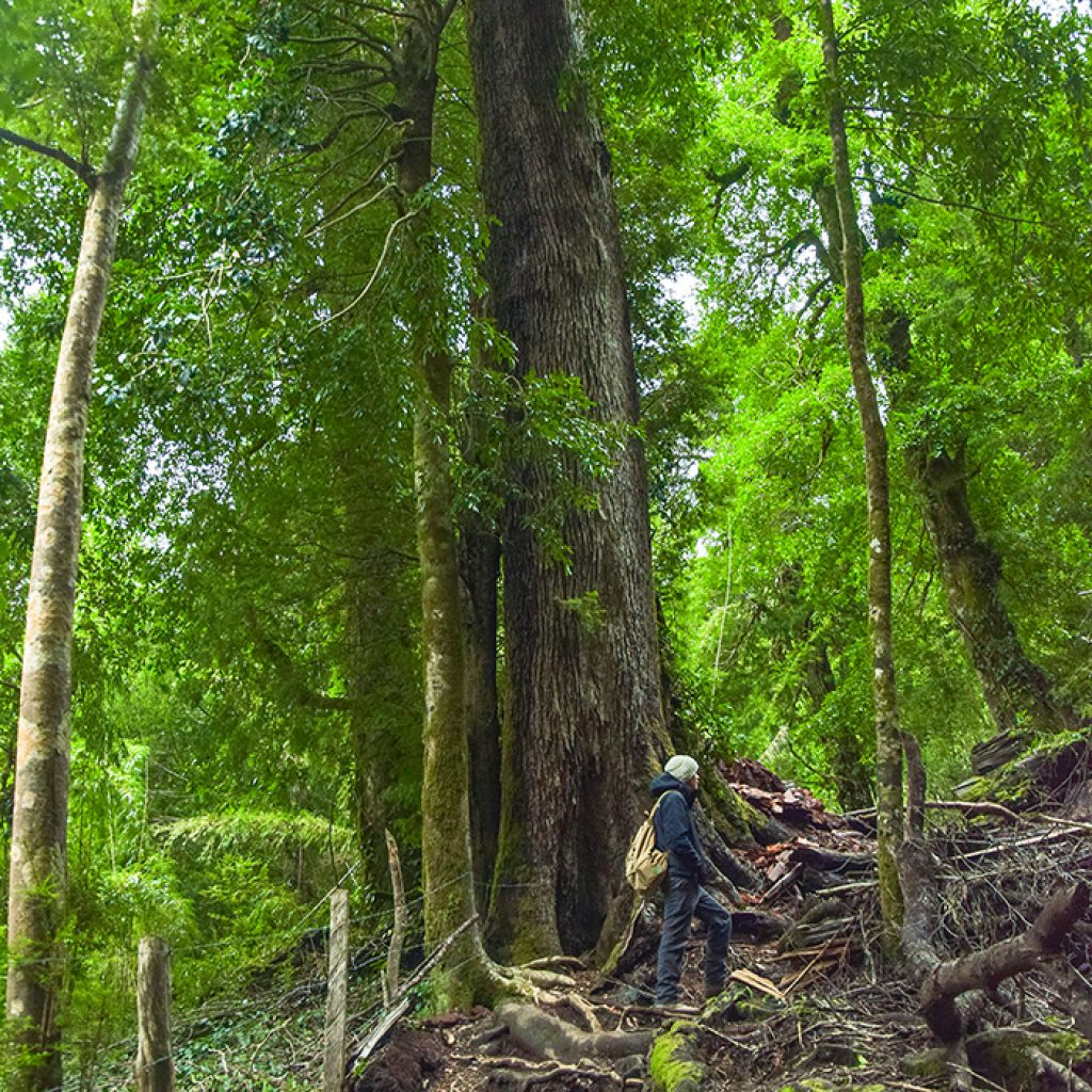 chi25-hike-in-a-monkey-puzzle-free-dn